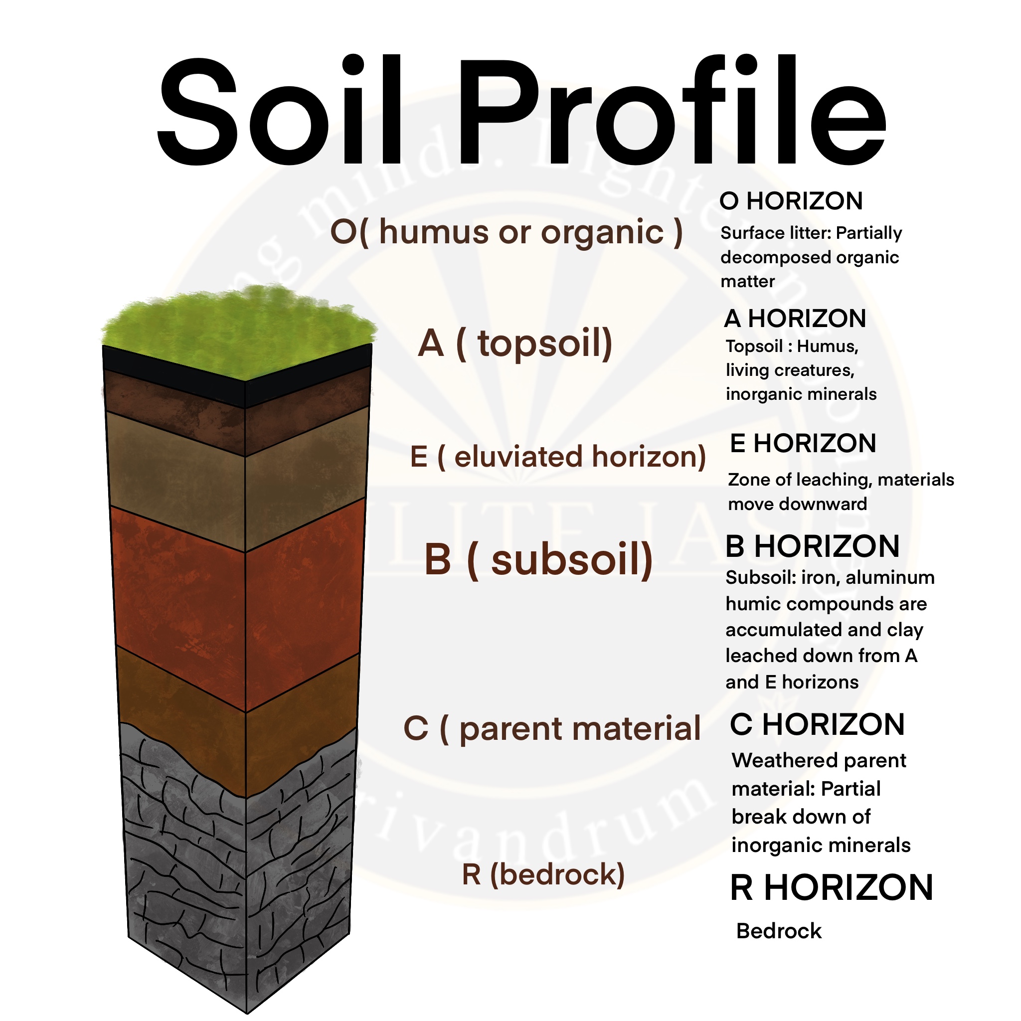 Soil: Basics | Enlite Cafe