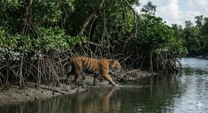 Sundarban Delta