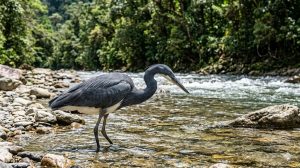 White Bellied Heron
