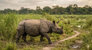 Kaziranga National Park