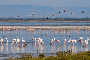 Sambhar Lake