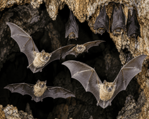 Neglected Tropical Disease (NTD)