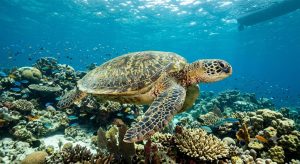Green Sea Turtles