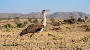 Great Indian Bustard