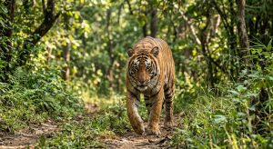 Tigers Outside Tiger Reserves (TOTR) Project