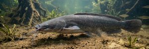 Invasive Alien Species