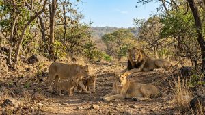 Asiatic Lions